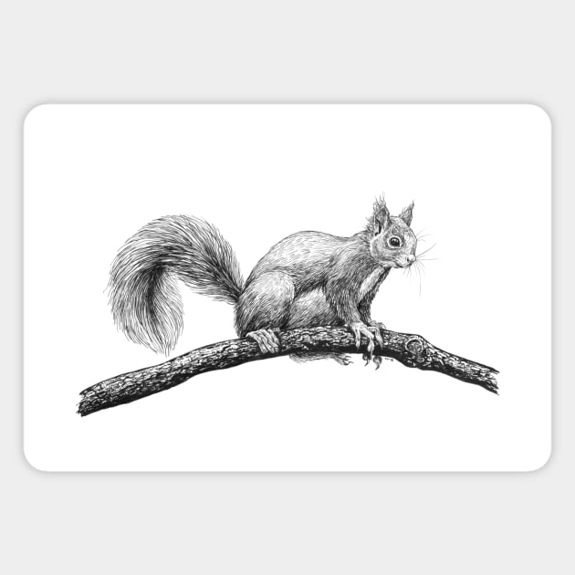 Squirrel drawing Magnet by katerinamk